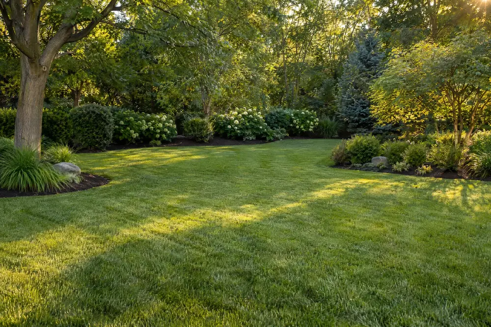 A tidy backyard with a mown lawn, edged beds and trimmed shrubs