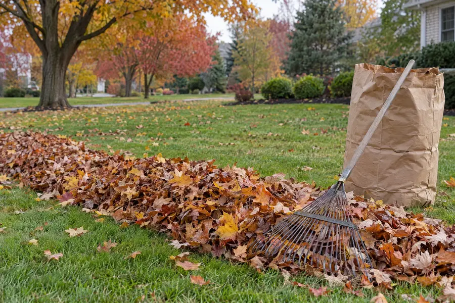 A neat windrow of autumn leaves raked onto green grass beside a yard-waste bag